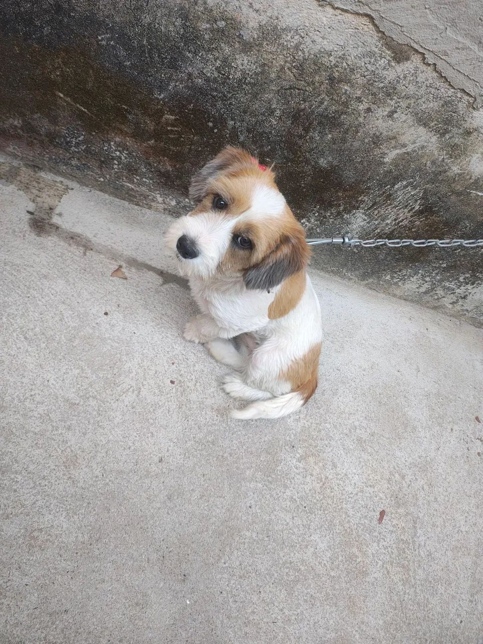 Doação cachorro  - Foto 2
