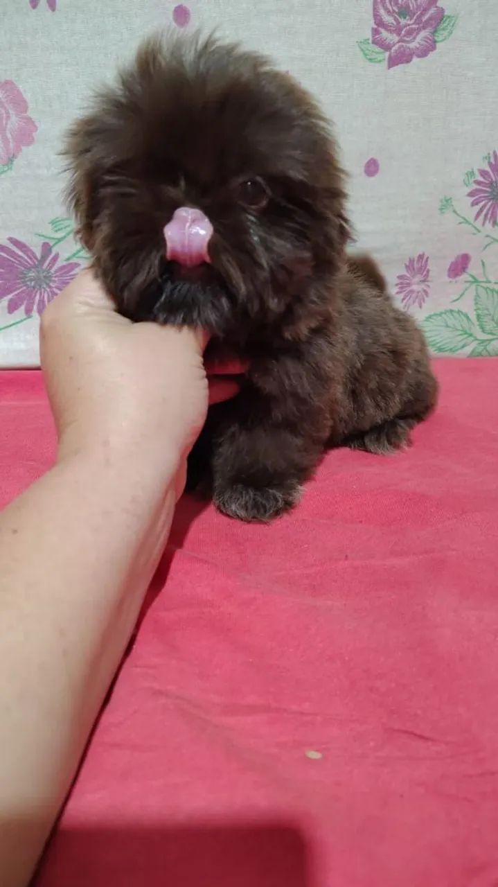 Mini Shih Tzu
