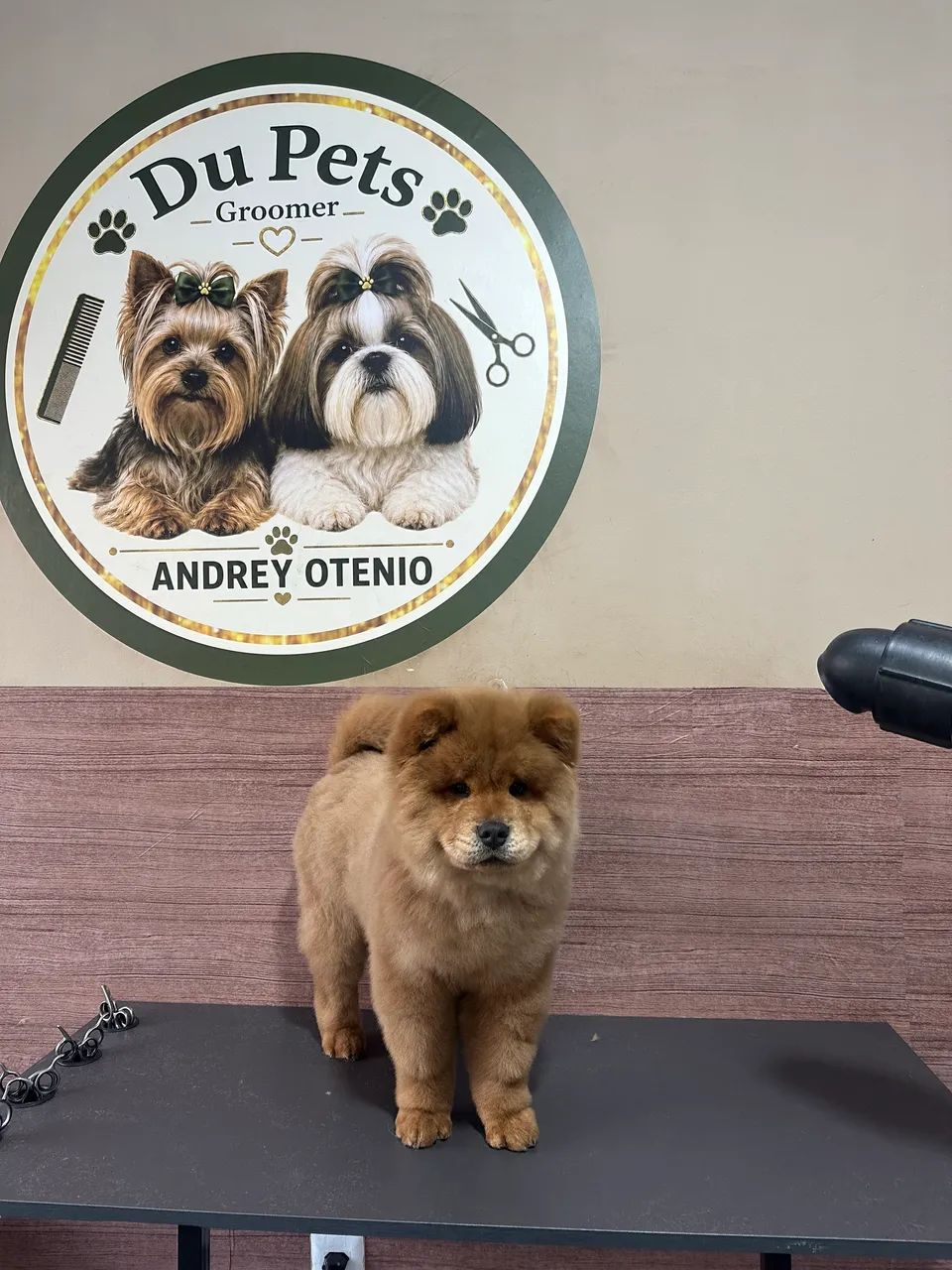 Chow chow menino  - Foto 2