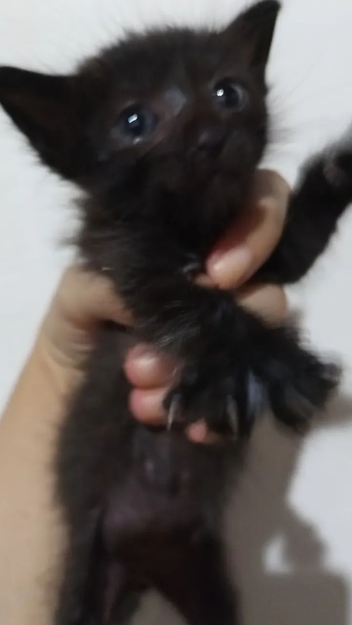 Filhote de gatinho para adoção ( + R$ 150)