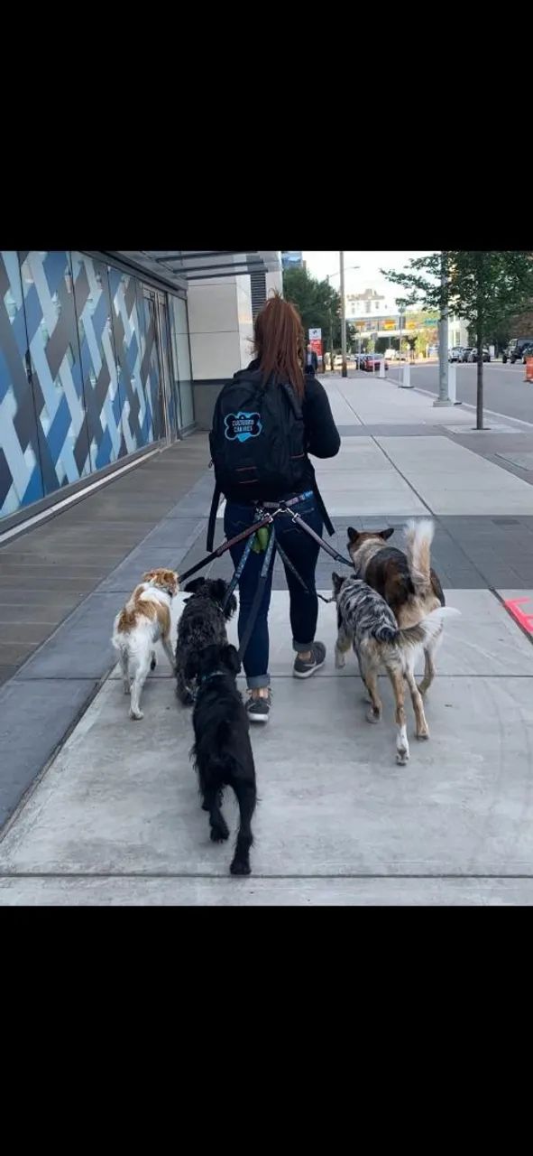 Seu cão feliz e bem cuidado  ? - Foto 4