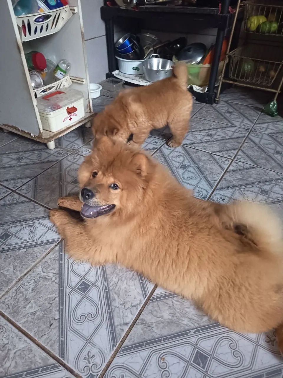 Chow-chow  - Foto 2