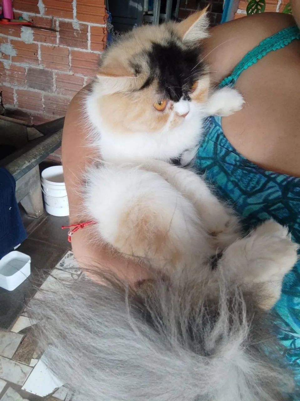 Vende gatos fêmea persa  3 cores  com 1 ano  - Foto 3