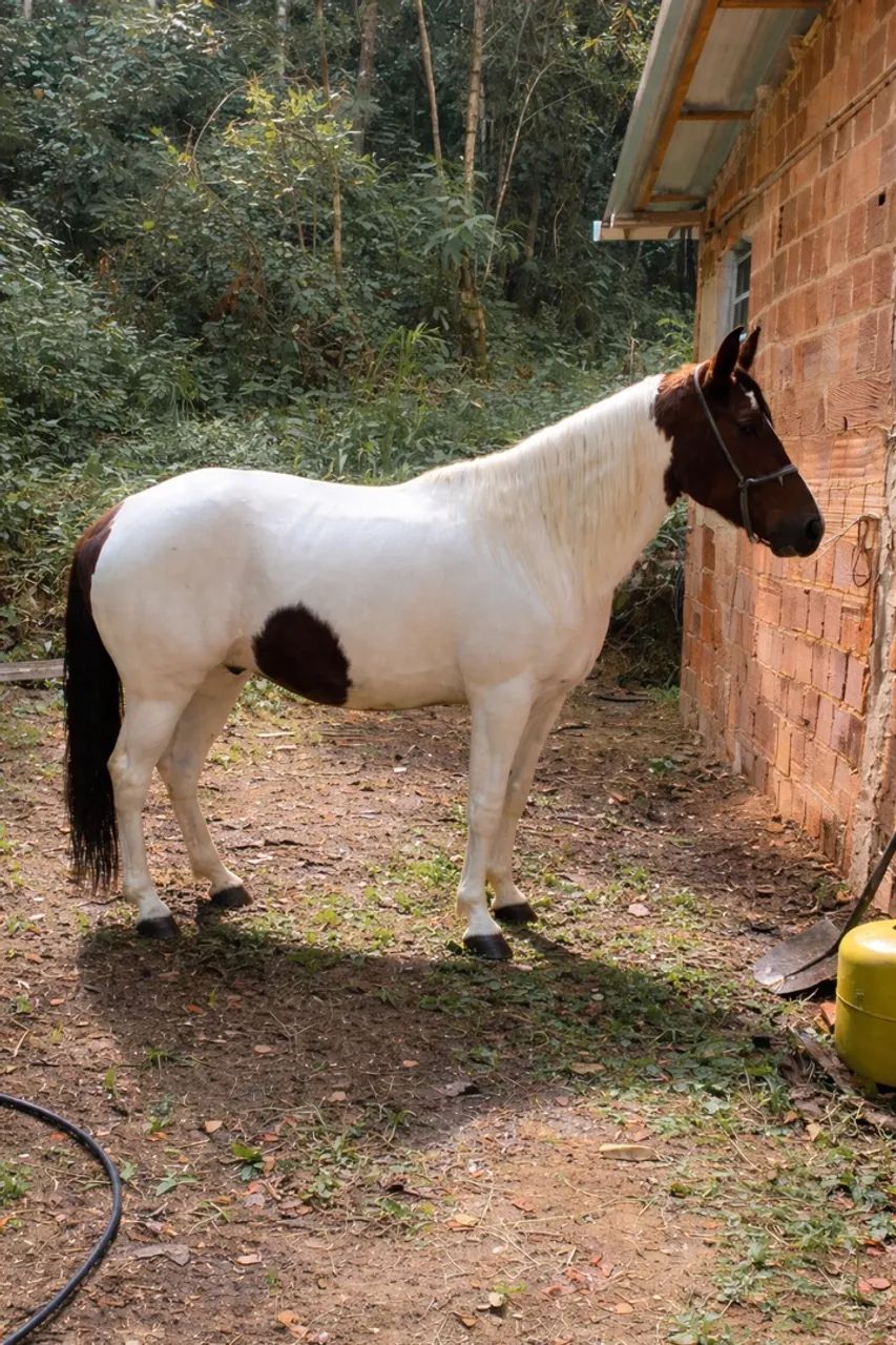 Cavalo pampa  - Foto 5