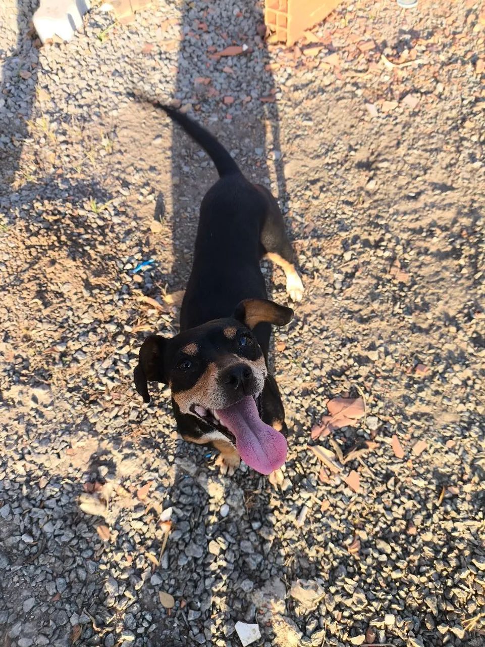 Cachorrinha para adoção - Foto 4