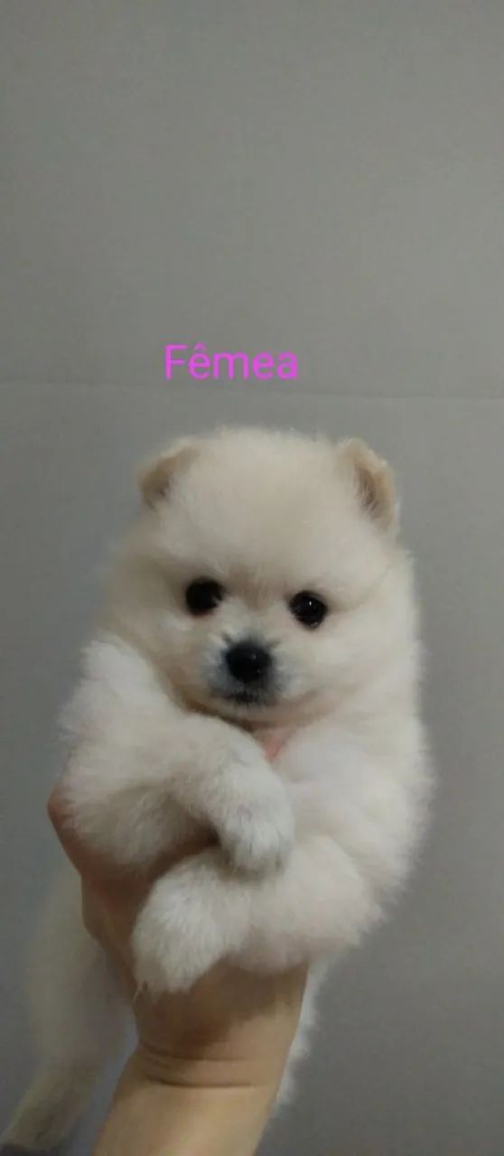Spitz alemão/lulu da Pomerânia 
