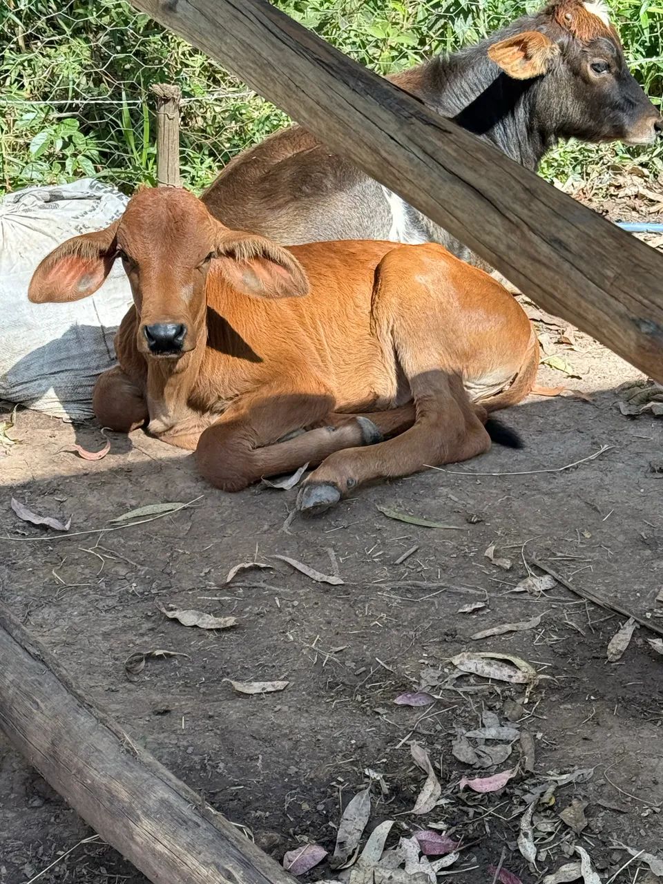 Vaca a venda  - Foto 5