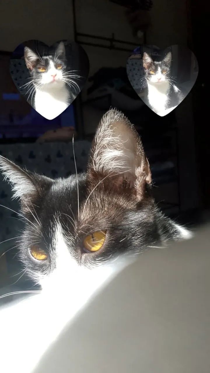 Doação de gatos  - Foto 4