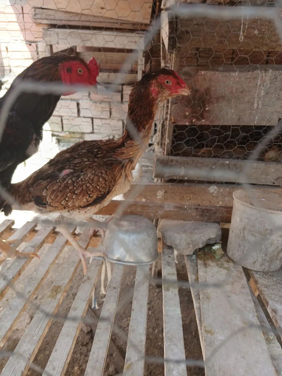 Galinha  - Foto 5