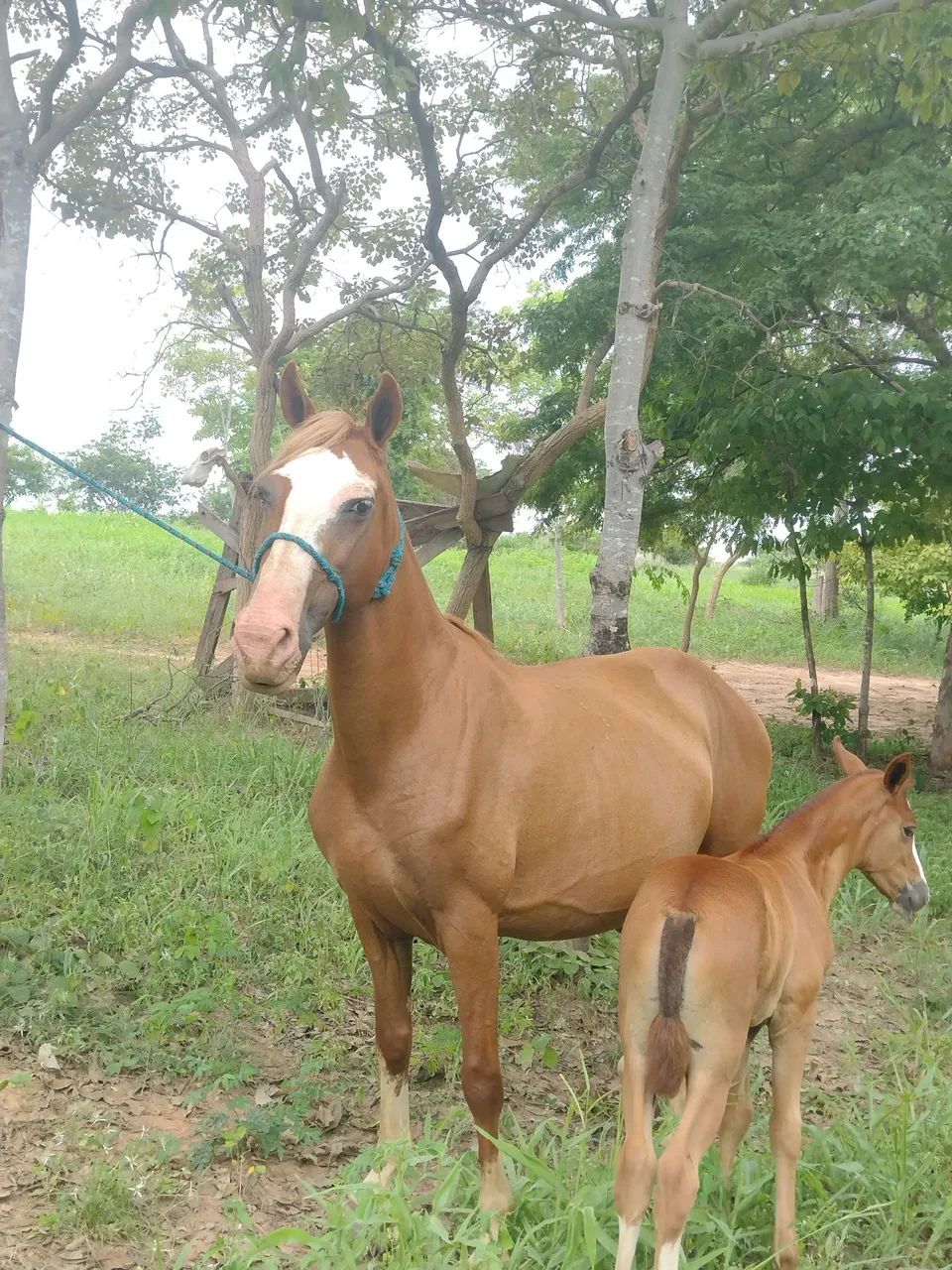 Animal de excelente morfologia  - Foto 3