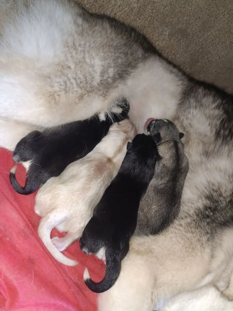 Filhotes de Husky Siberiano  - Foto 2