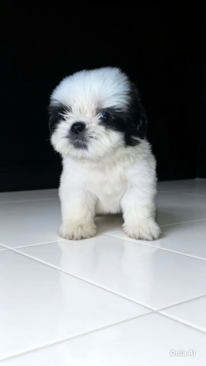 Shih-tzu machinho... - Foto 5