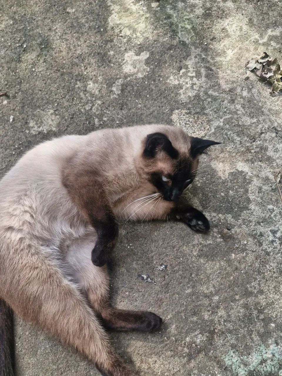 Gato macho castrado