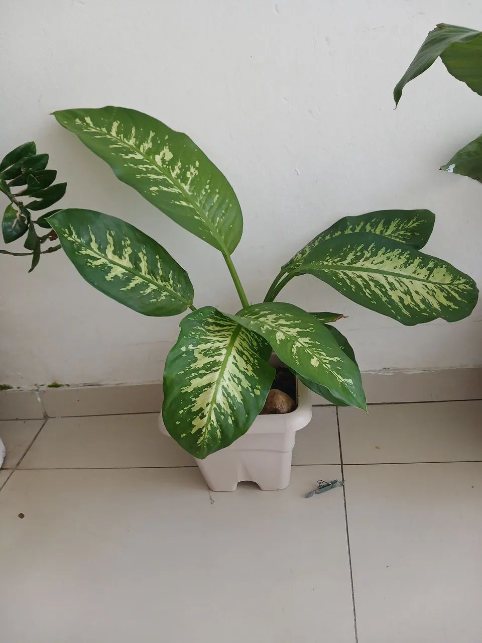 Planta comigo ninguém pode  - Foto 2
