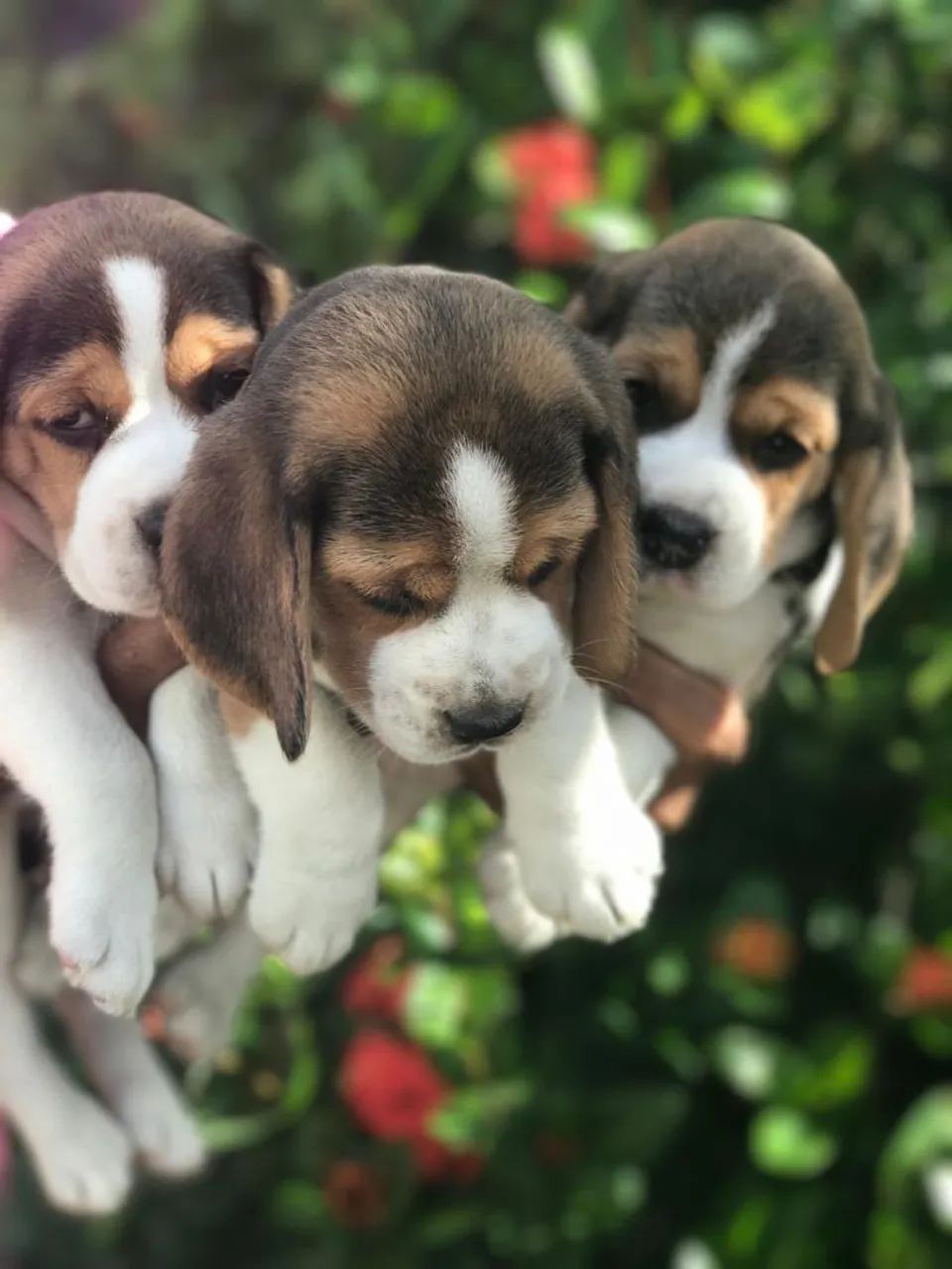 Beagle13 polegadas com pedigree disponiveis para venda imediata  - Foto 3
