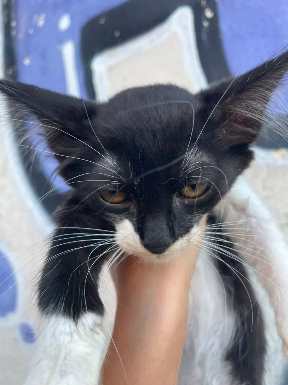 Adoção de gatos  - Foto 5