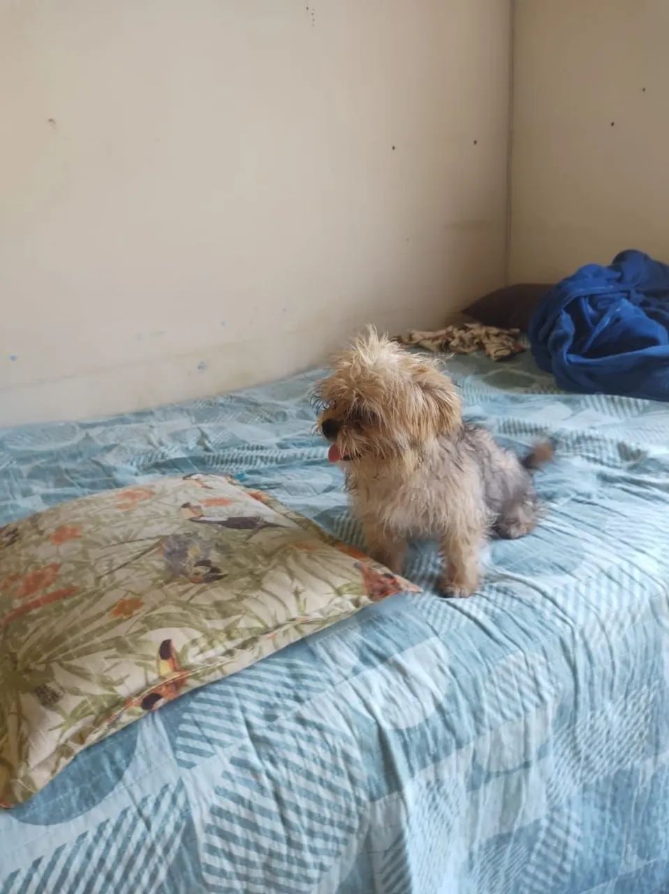 Vendo cachorro Cheetos - Foto 4