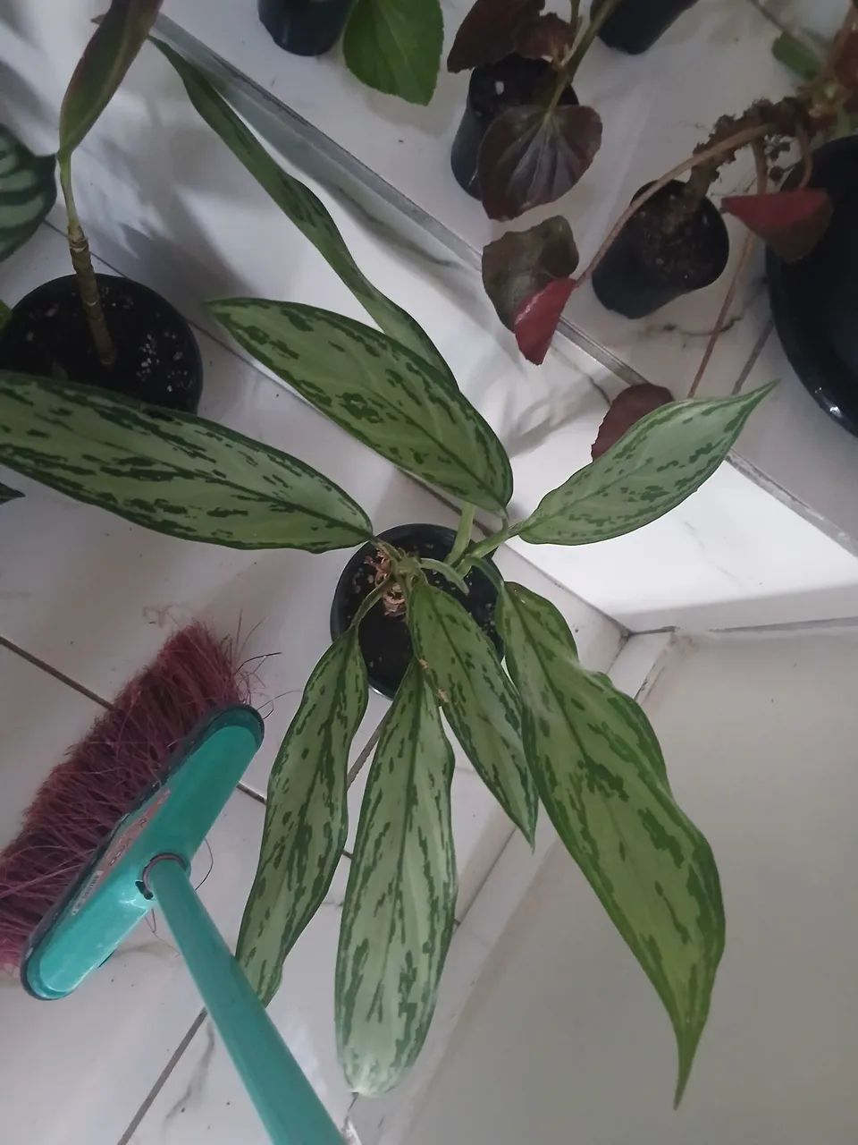 Plantas  - Foto 3