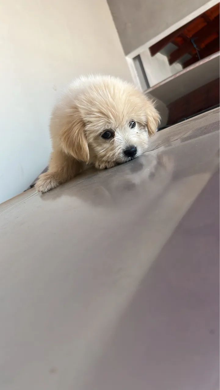 Poodle  - Foto 2