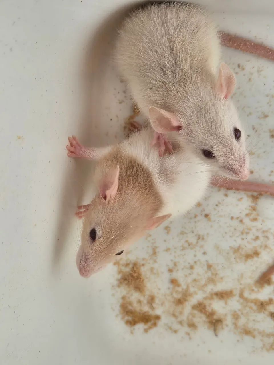 Ratos Twister Fêmeas Dumbo - Foto 2