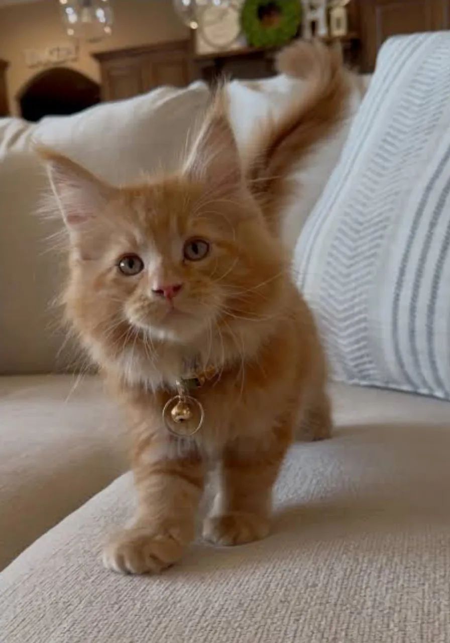 Maine coon gato gigante  - Foto 2
