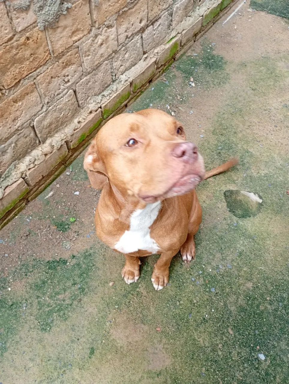 Cachorro  - Foto 2