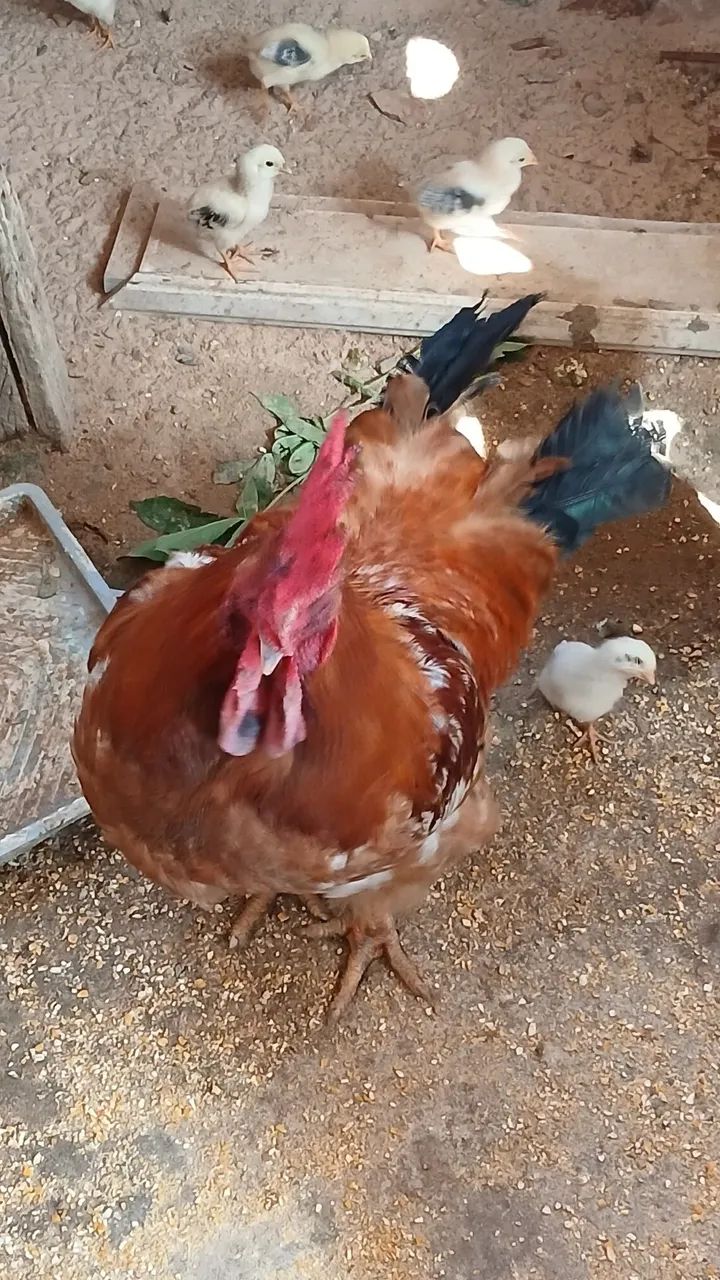Galo - Foto 3