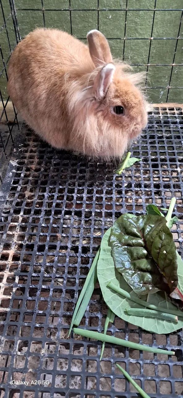 Coelhos, laion juba de leão  - Foto 2