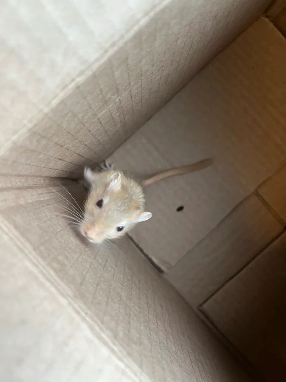 Doação Gerbil - Foto 5