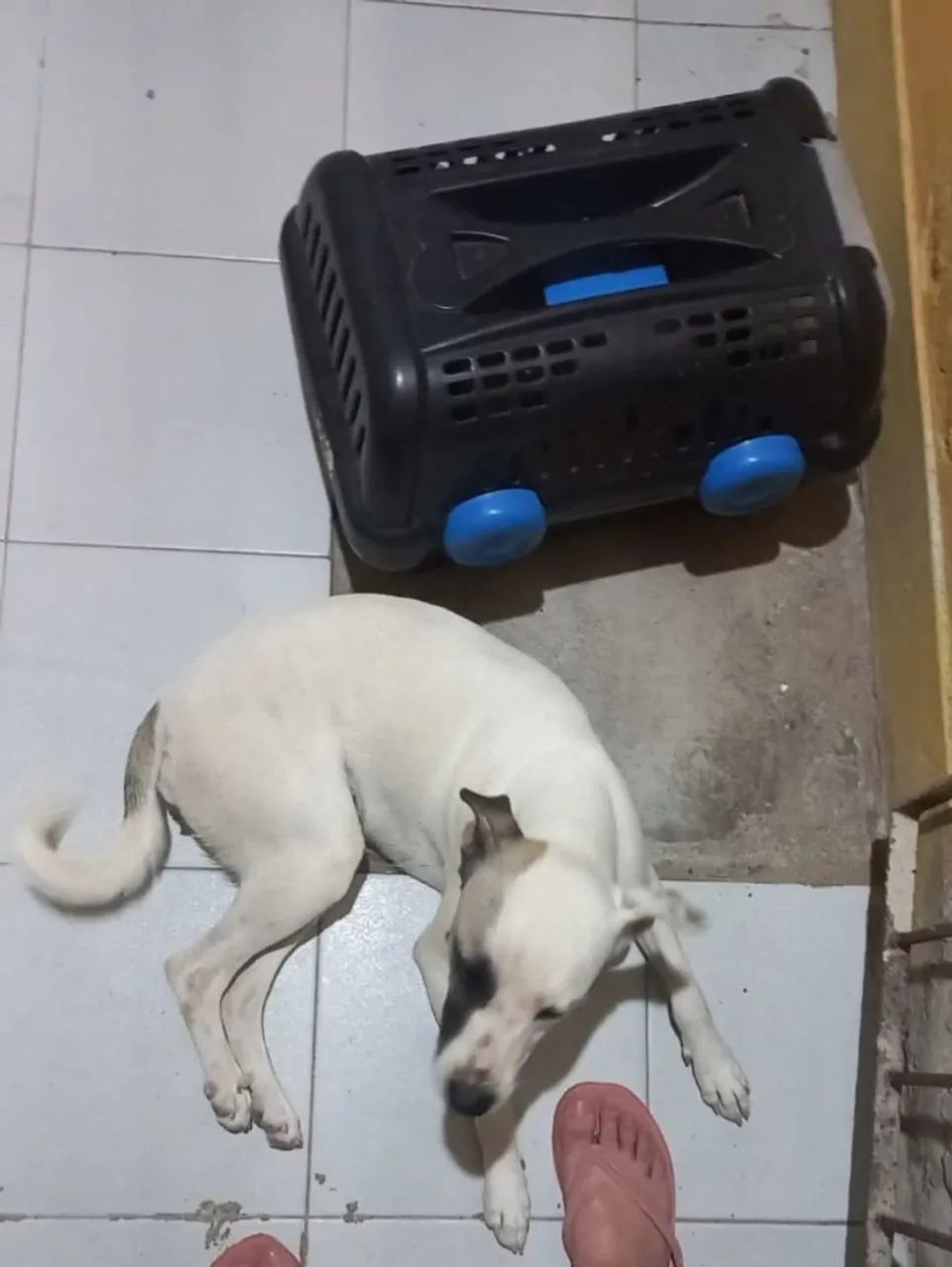 adoção de cadela 