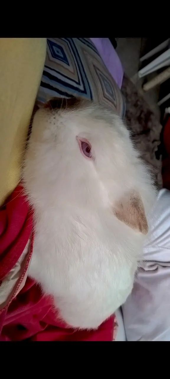 Vende-se coelho  - Foto 2