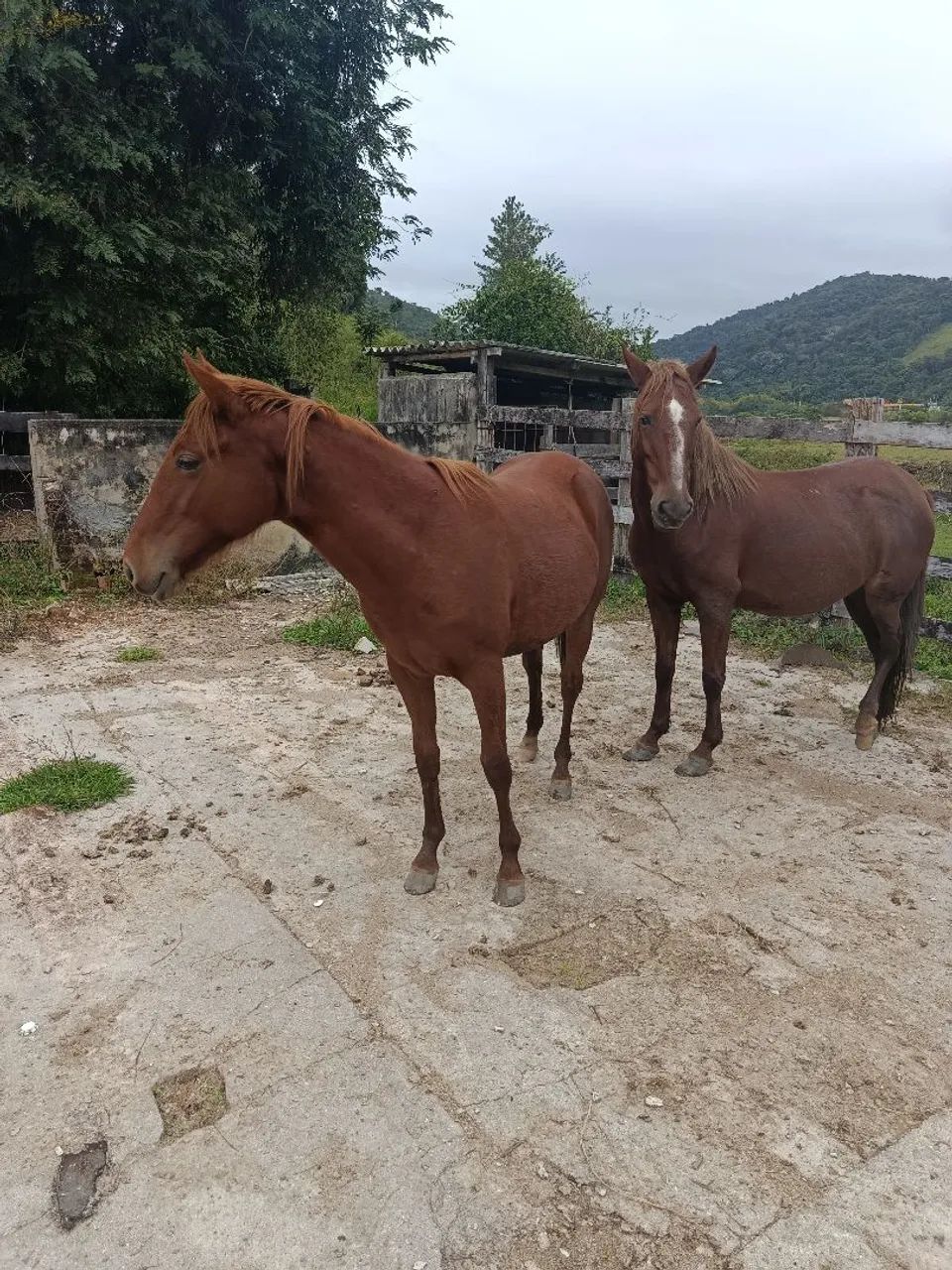 Potra mestiça quarto milha 