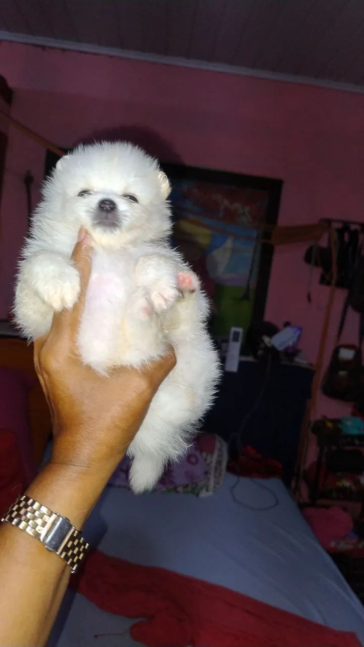 Filhote de splitz alemã, macho