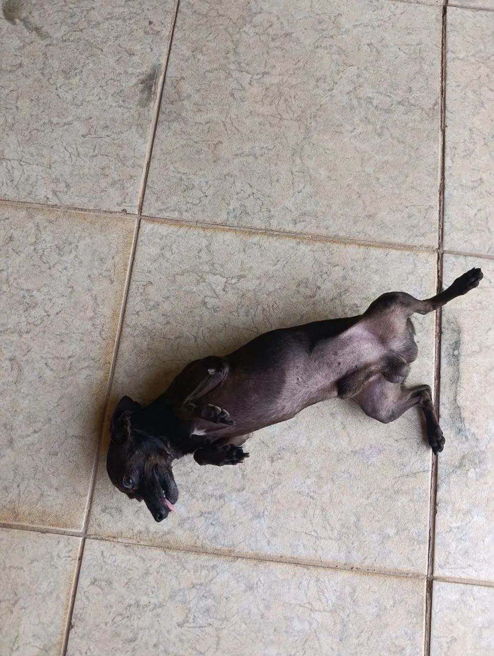 Vendo Pincher 1 - Foto 3