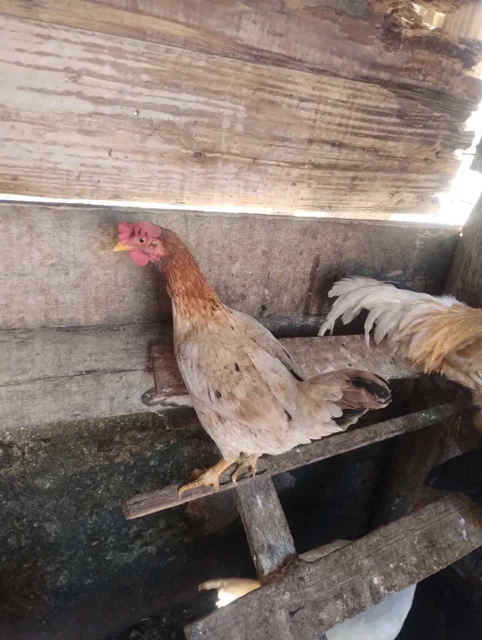 Galos e galinhas  - Foto 5