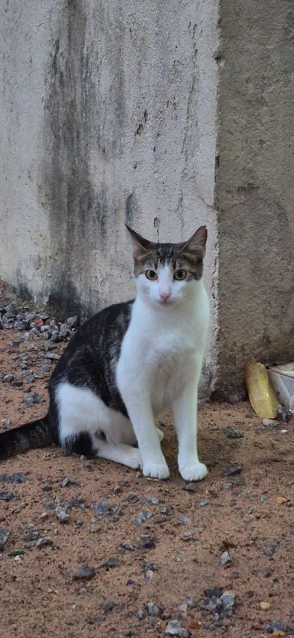 Adoção Responsável 