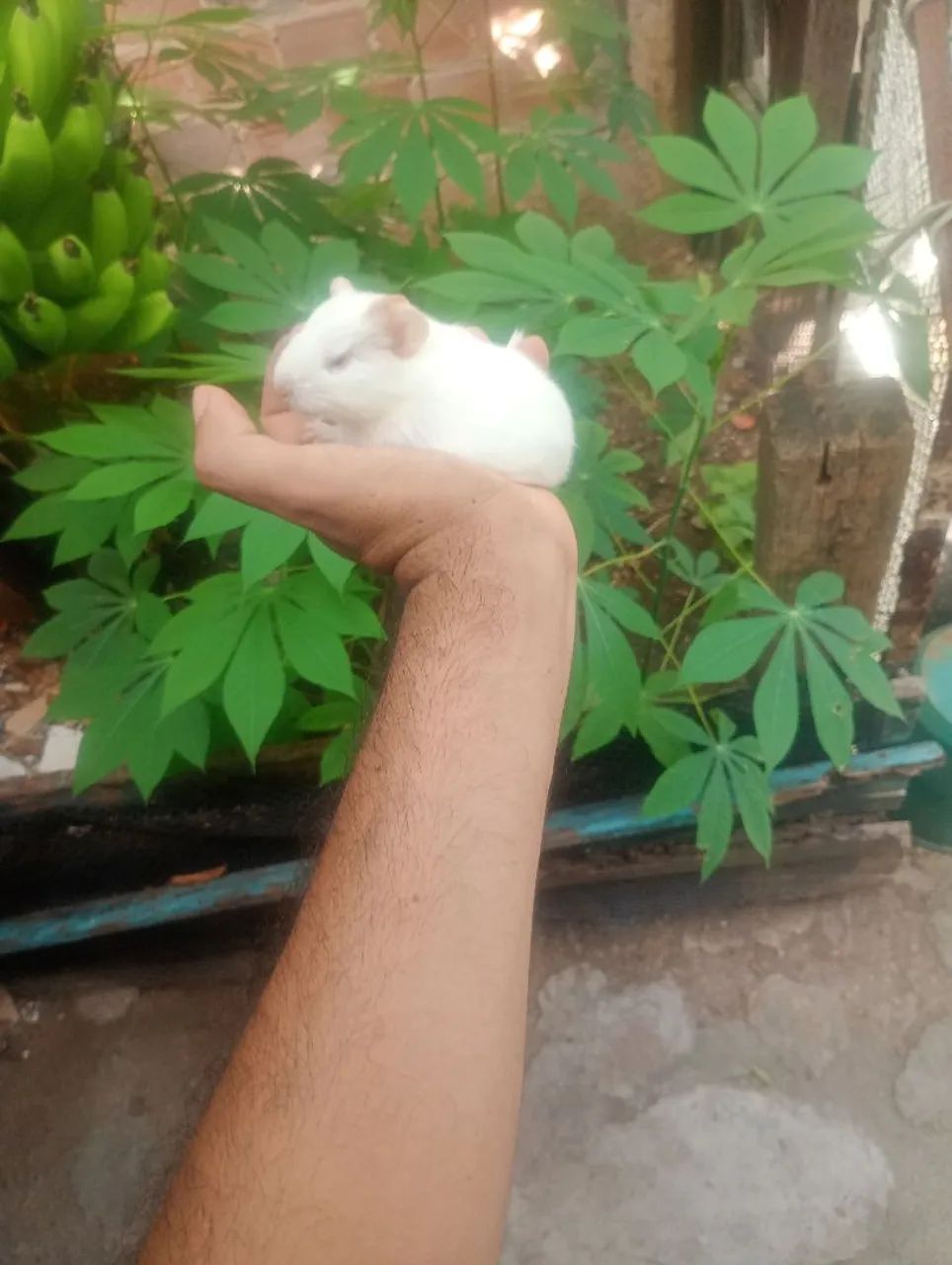 Porquinhos da índia filhote  - Foto 5