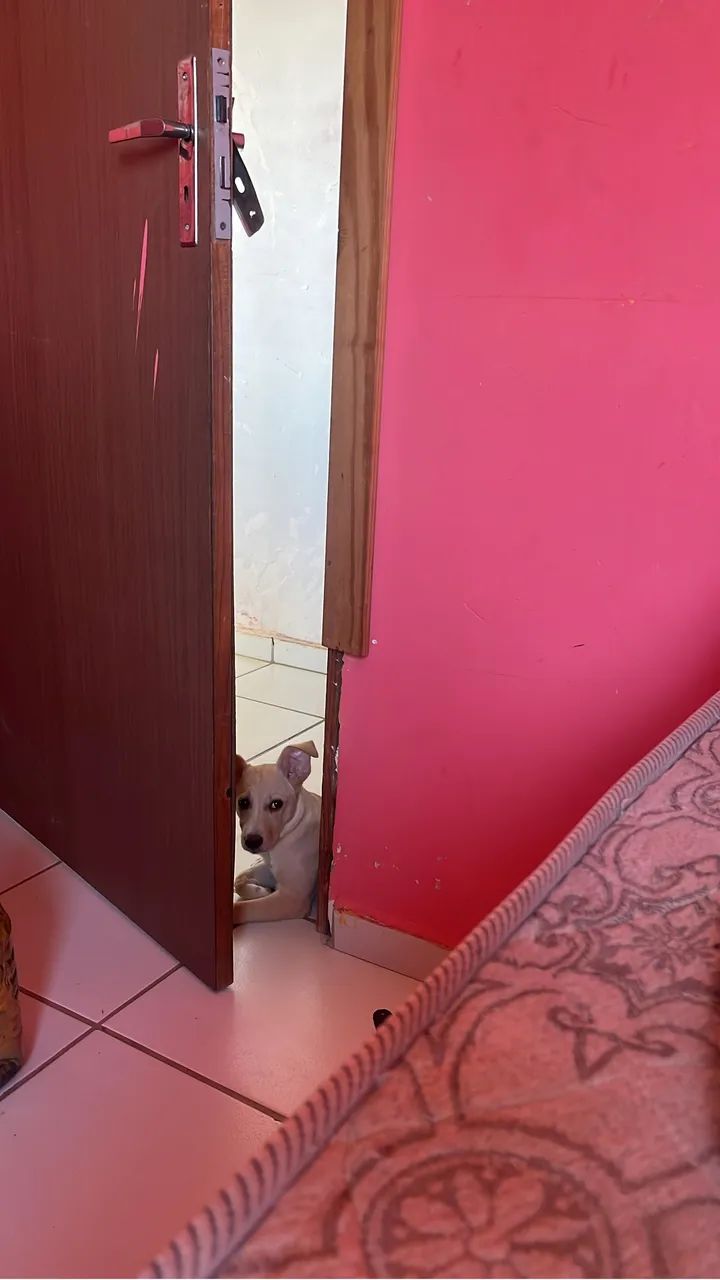 Cachorro para doação  - Foto 2
