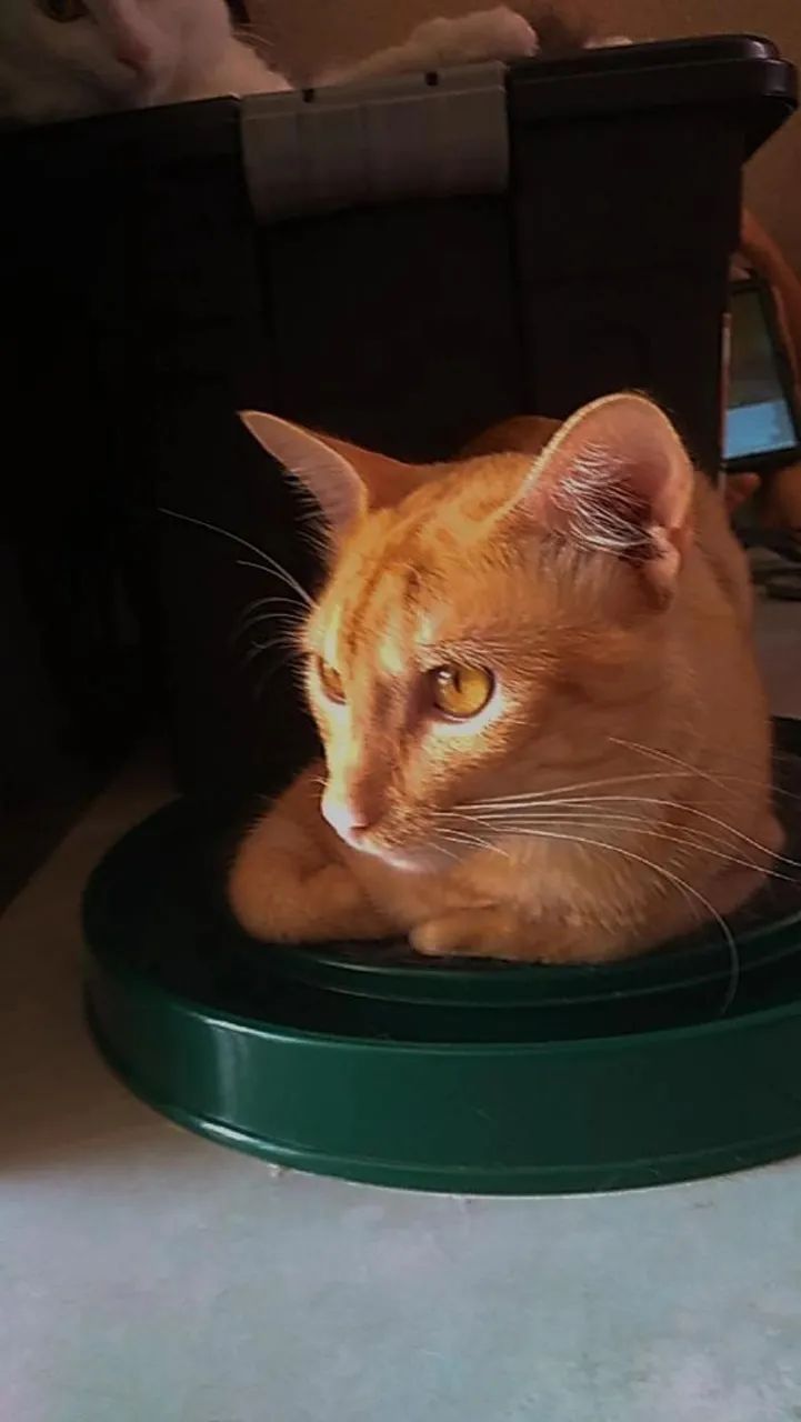 Procura-se um lar para meus gatos  - Foto 3