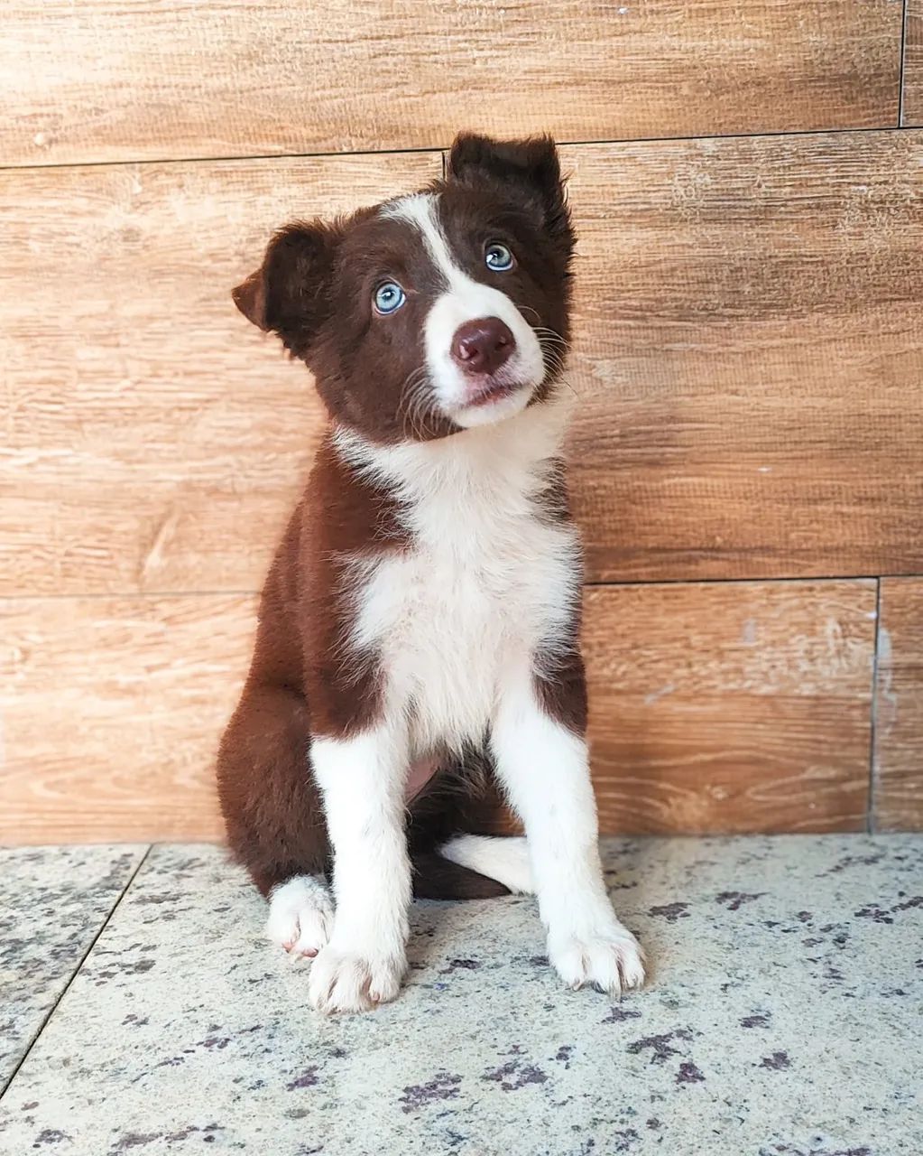 Filhotes de Border Collie - Foto 2