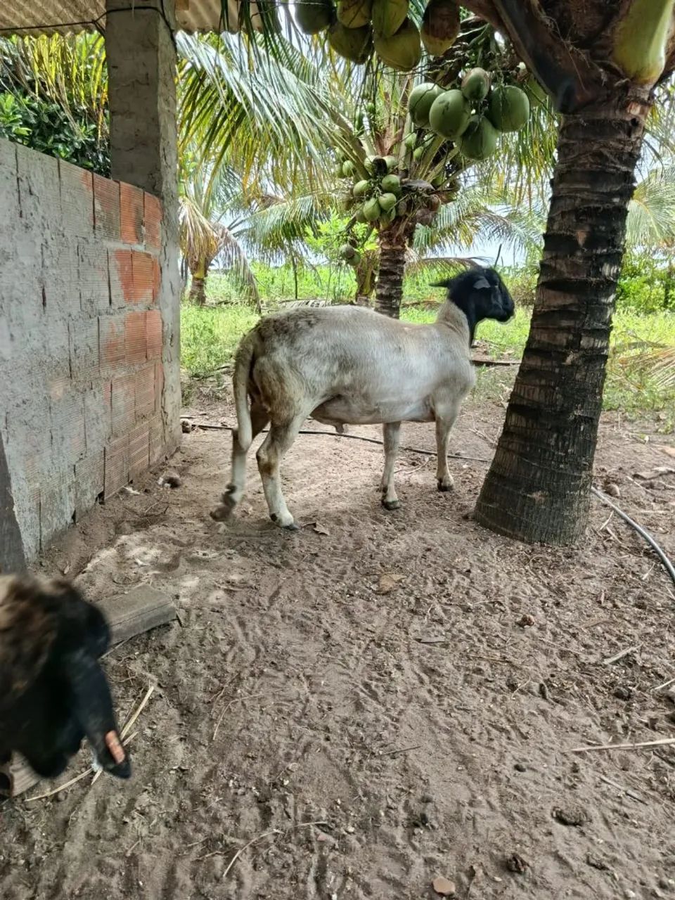Carneiro e duas ovelha  - Foto 3