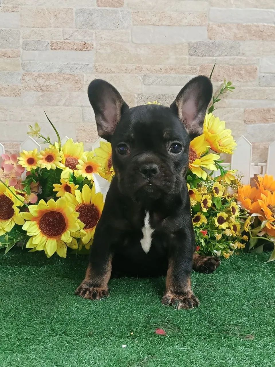 Bulldog Francês  - Foto 3
