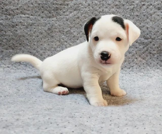 Jack Russell terrier  - Foto 3