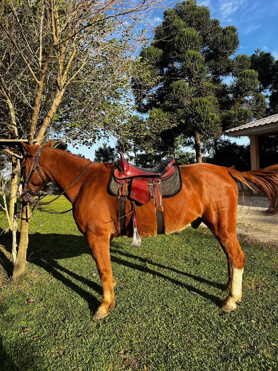 Vendo cavalos 