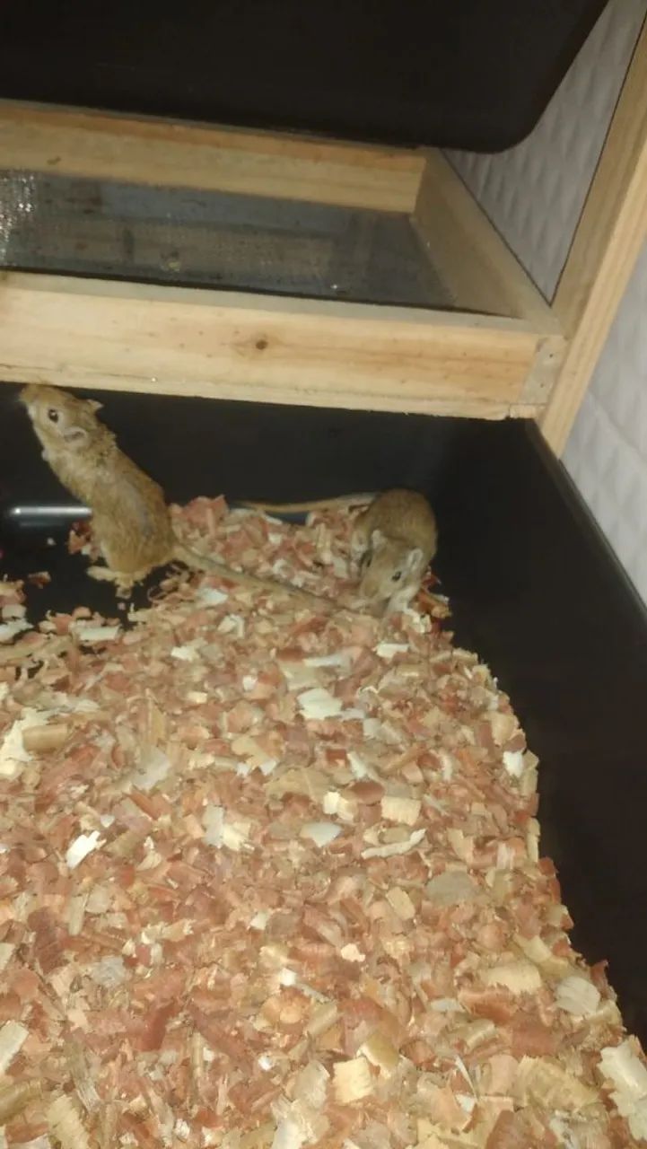 Casal de gerbil ou esquilo da Mongolia - Foto 3