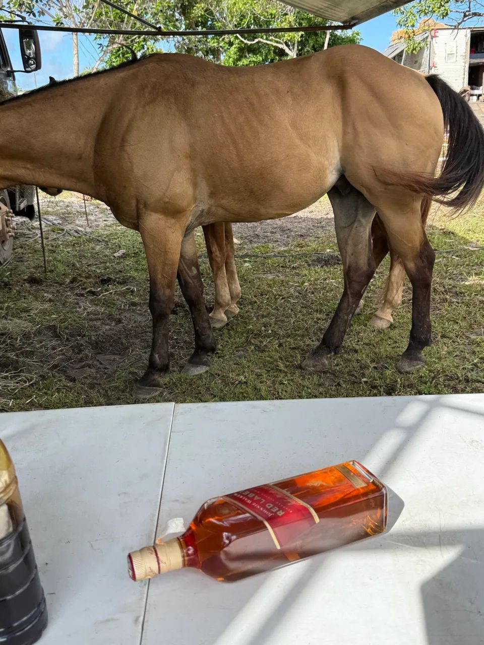 Cavalo de Esteira - Foto 2