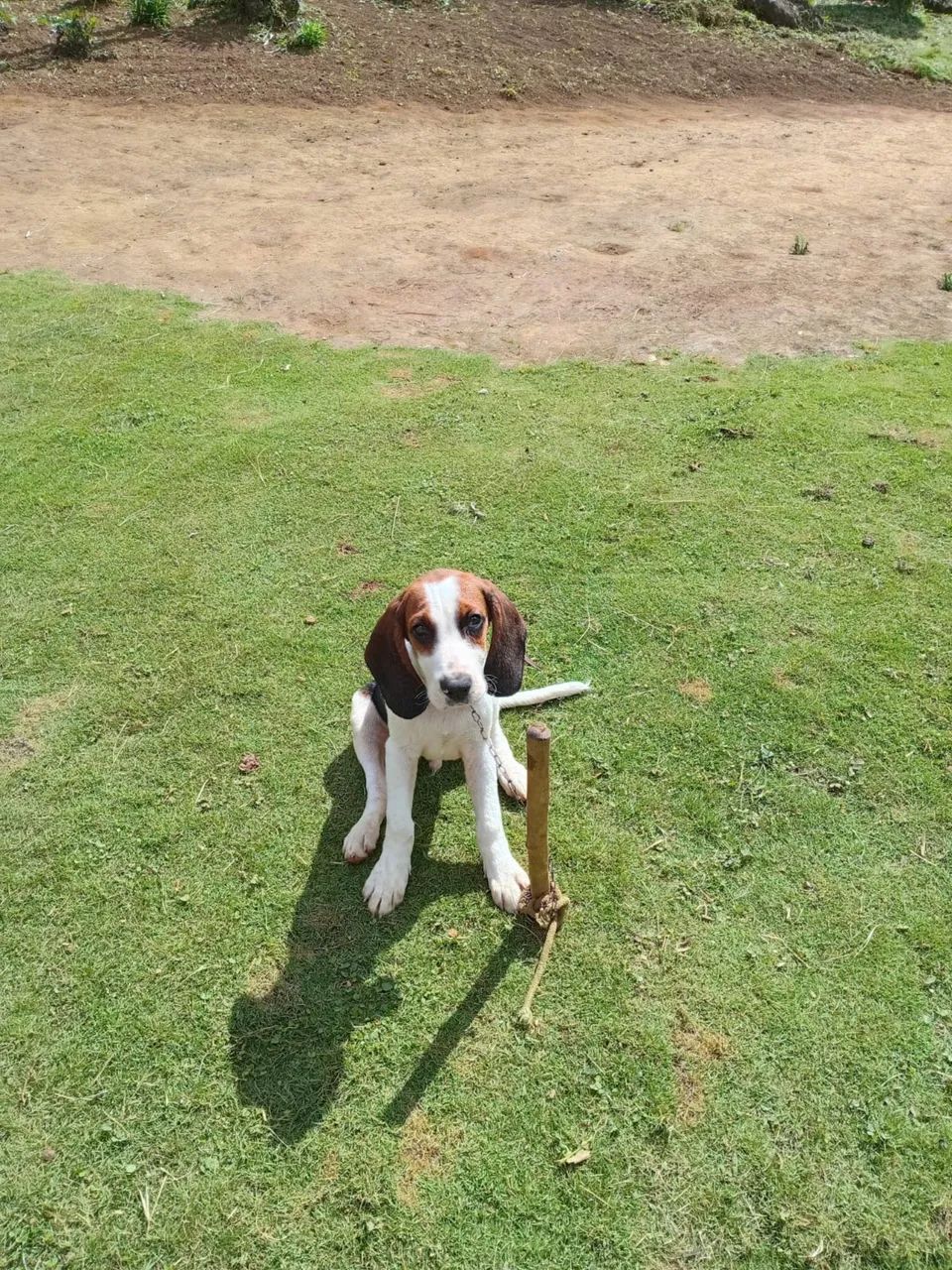 Cachorro