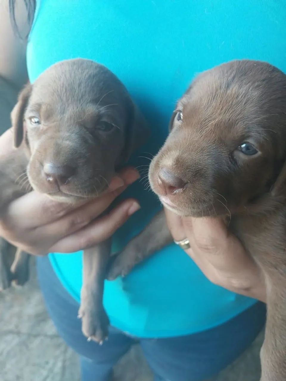 Doação cachorro 