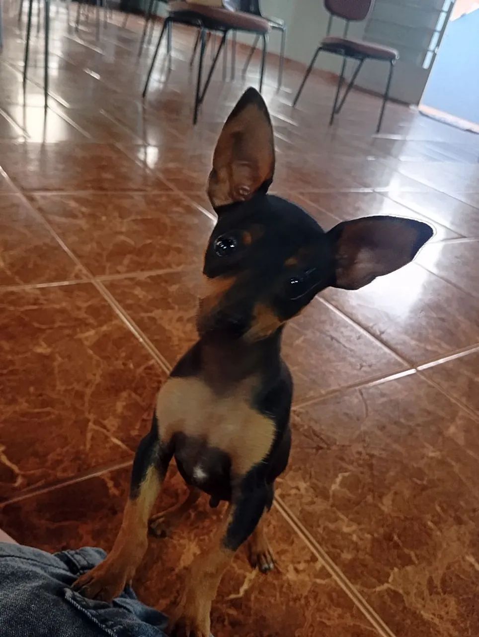 Pinscher macho  - Foto 3