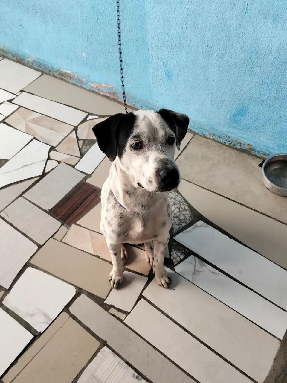 Cachorro para doação. - Foto 2